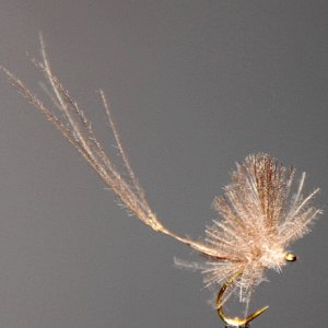 graziele schönheiten