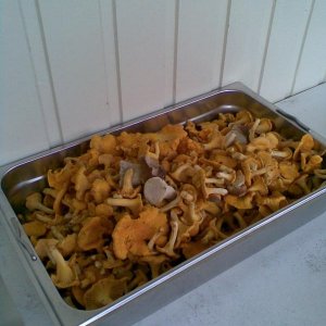 nach 1 Std. Ein Gastro-Bak