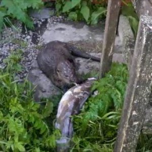 Otter hilft beim Fische verarbeiten