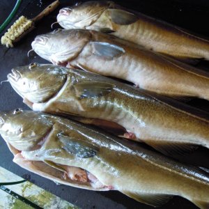 Alle Jungs zwischen 6 und 7 KG