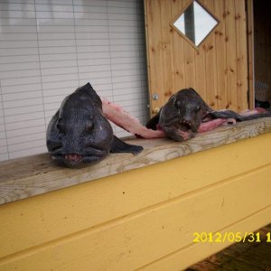 Die Stonies sagen guten Abend und zeigen sich von der besten Seite...:)