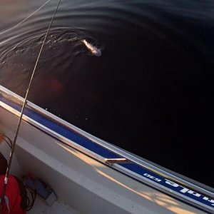Soroya20122