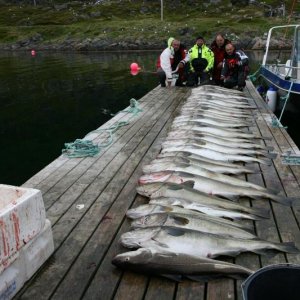 Soroya201241