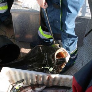 IMG 6187 (1024 x 768)