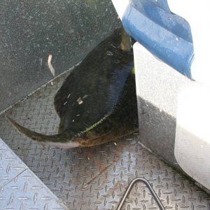 IMG 6210 (1024 x 768)