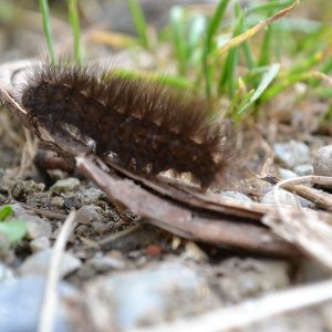 Trondheimleia klein 1