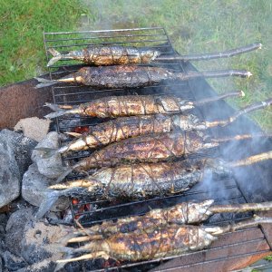 Trondheimsleia klein 5