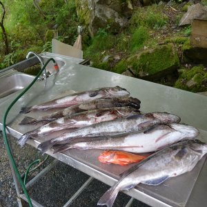 Trondheimsleia klein