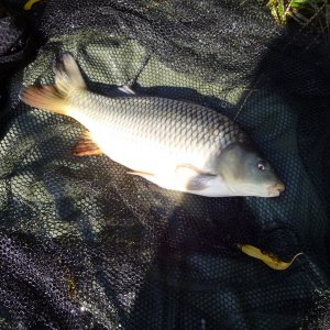 Kleiner Schuppi 2,0kg