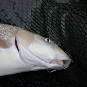 Ein immer wieder gern gesehener Gast.