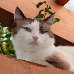 527043 462004037166629 1710885017 n