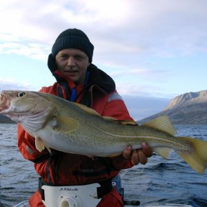 Dorsch aus der Mündung des Velfjordes