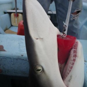 blacktipsharkaufpopper