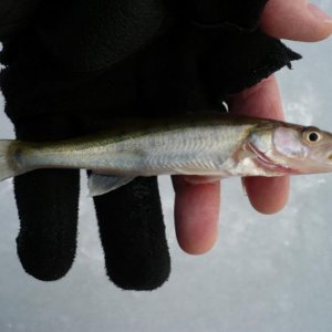 Babyzander