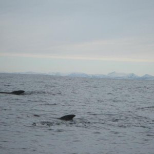 IMG 0174