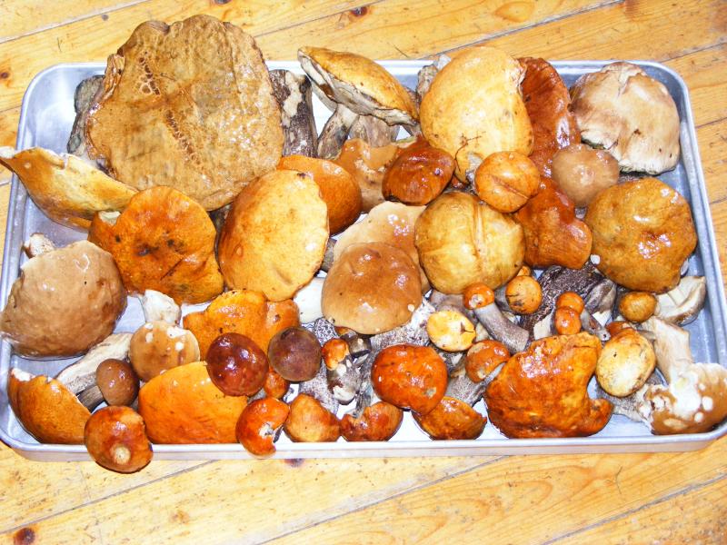 1 stunde im Wald und 4 stunden putzen und schneiden zum trocknen