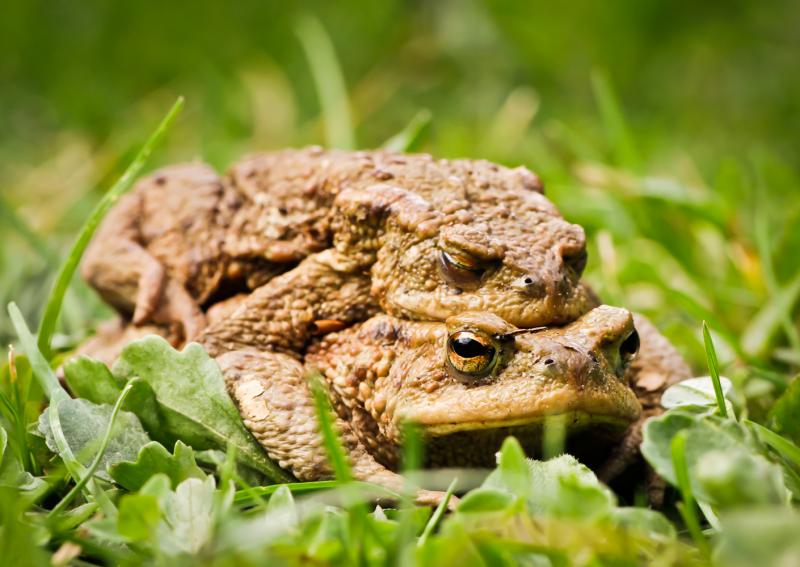 1504sieglinde senser Kröten001