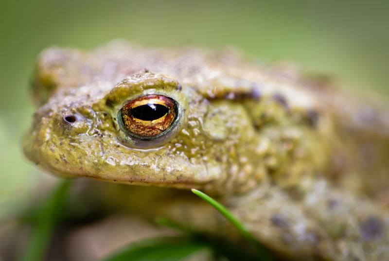 1504sieglinde senser Kröten002