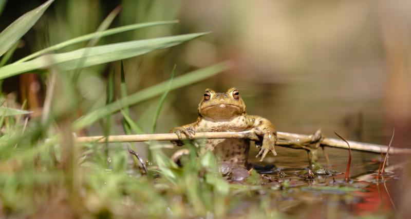 1604sieglinde senser 001