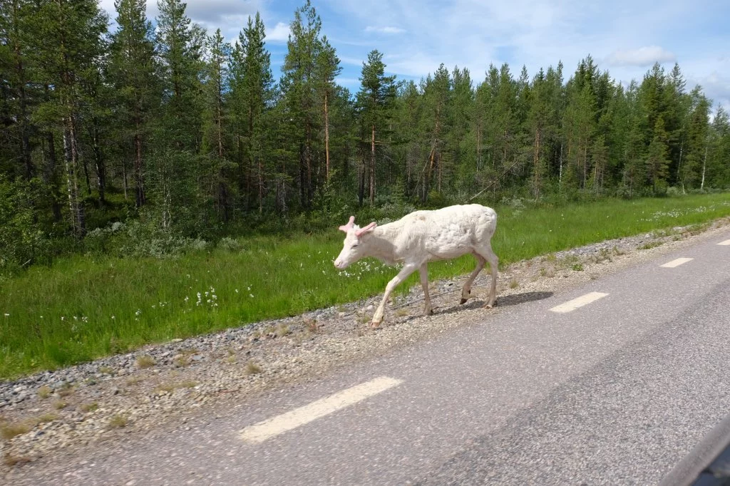Albino Rentier in Schweden