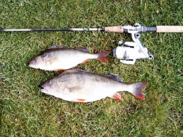 Barschduo aus dem Ölper-See in Braunschweig