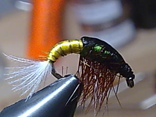 Bild020
Abdomen gelb/ Thorax grün Hyab.cz 12