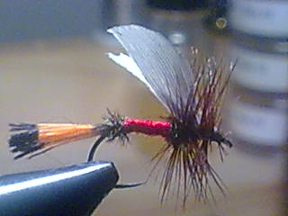 Bild127
Royal Coachman 
Trockenfliegenhaken 10/12