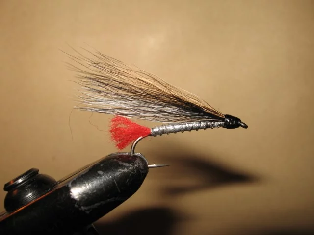 black nose dace 003