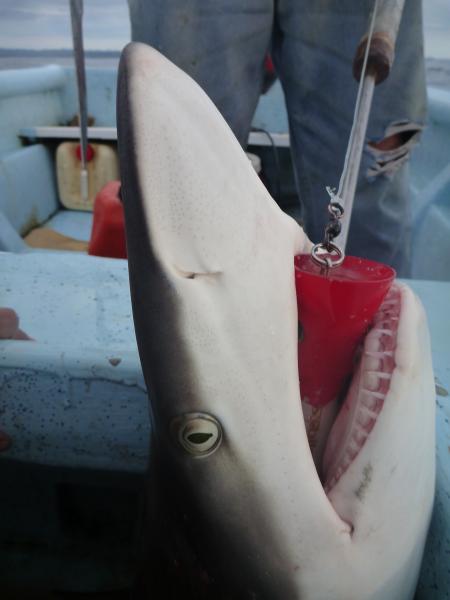 blacktipsharkaufpopper