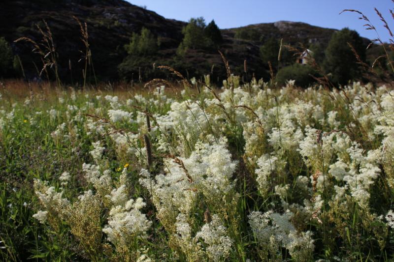 Blumenwiese vorm haus