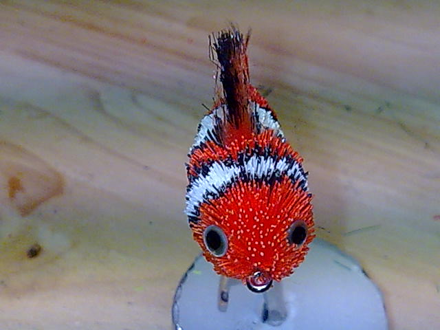Clownfish
