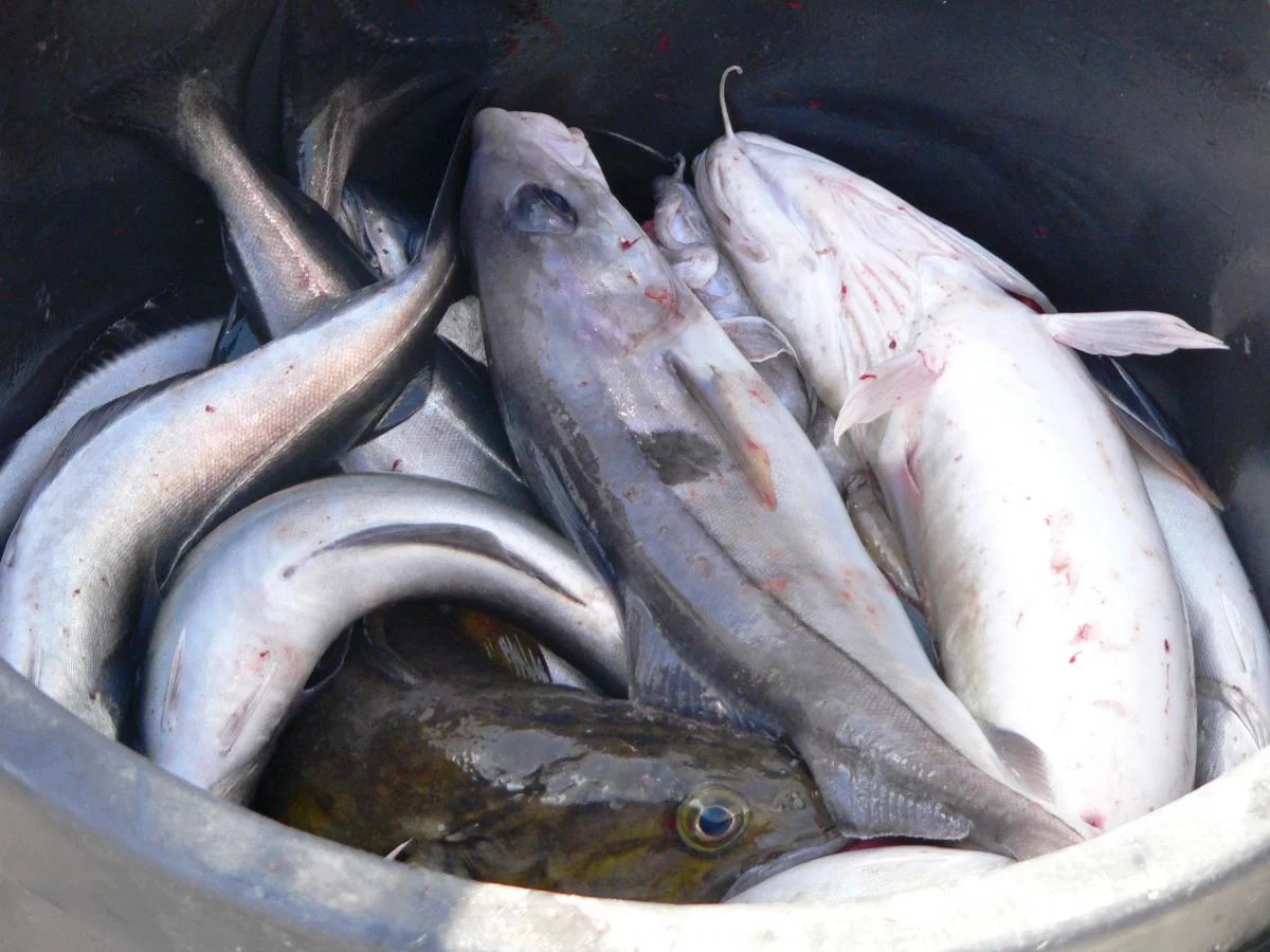 come2norway , Ferien in Flekkefjord / Norwegen 2009