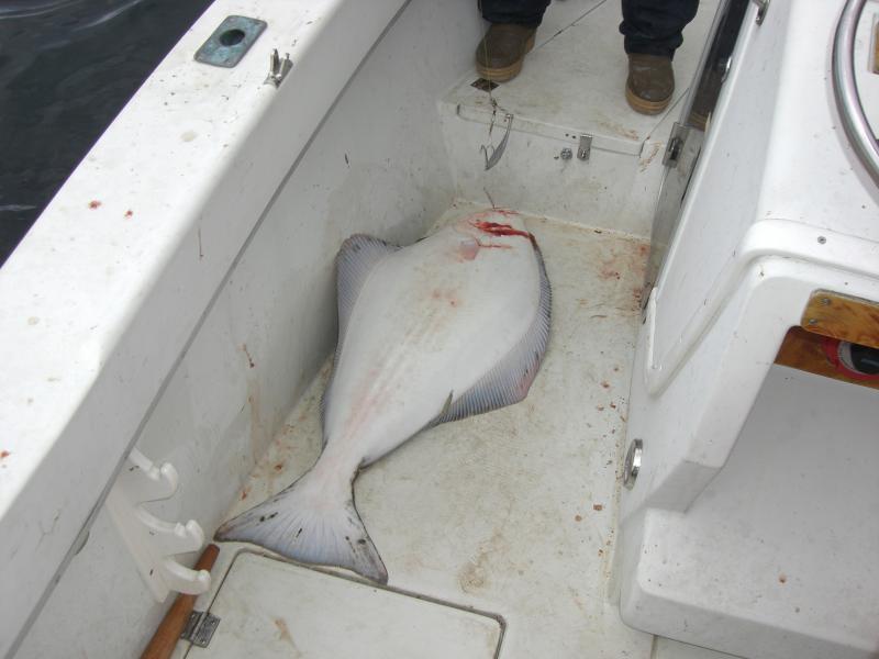 Da liegt er nun im Boot,Heilbutt 13 kg