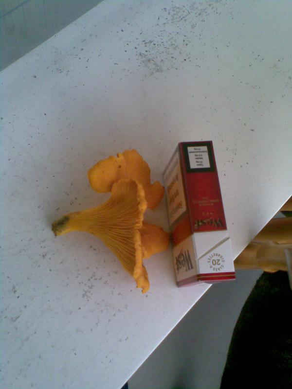 das war noch nicht der Größte