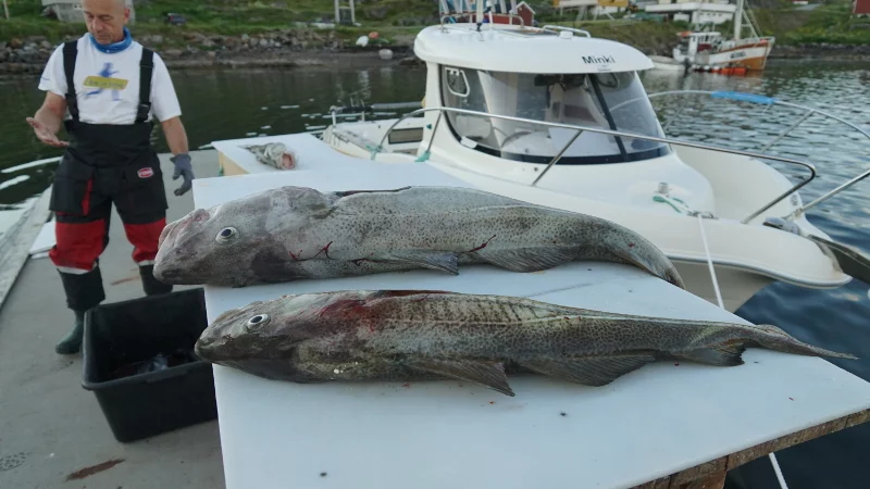 Der größte und der kleinste Dorsch des Tages