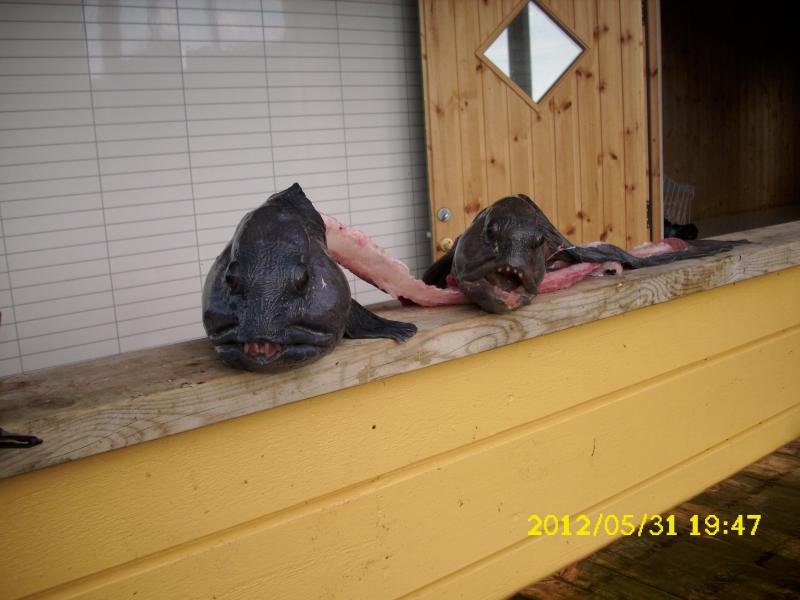 Die Stonies sagen guten Abend und zeigen sich von der besten Seite...:)