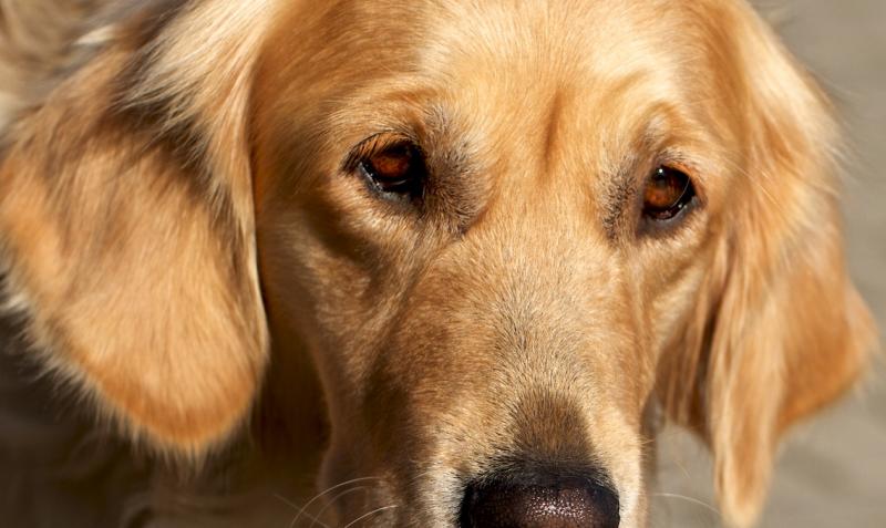 dieseaugenlügennicht