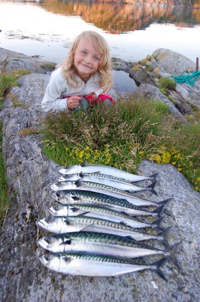 Dönna 2008-schicke Makrellen