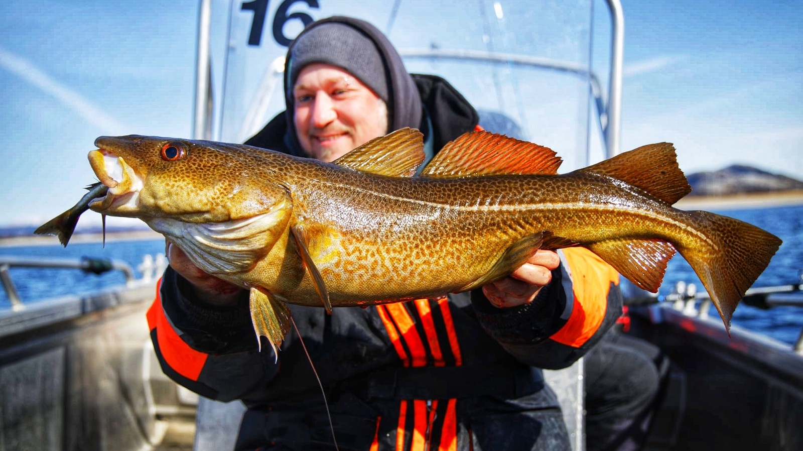 Dorsch auf Naturköder