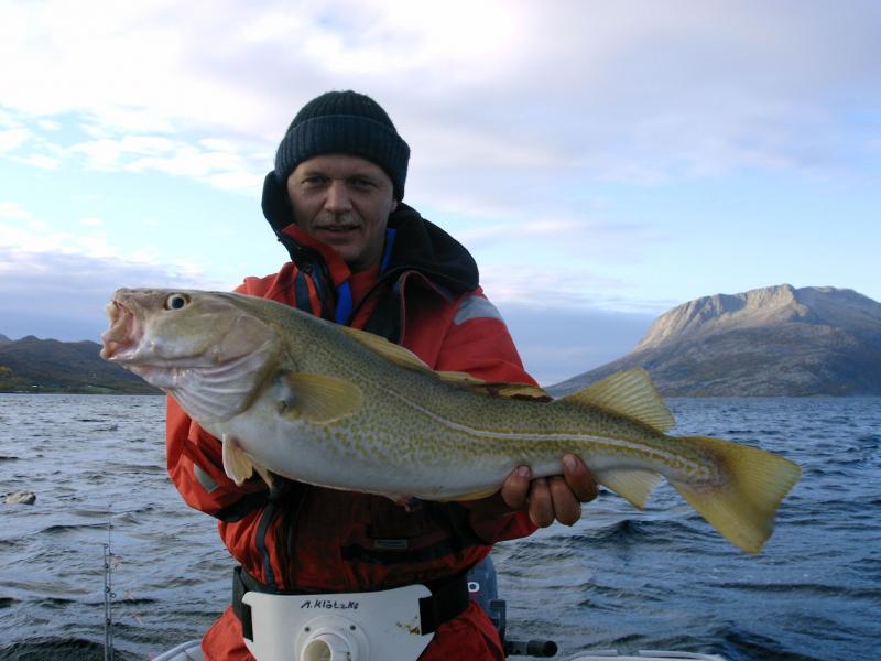 Dorsch aus der Mündung des Velfjordes