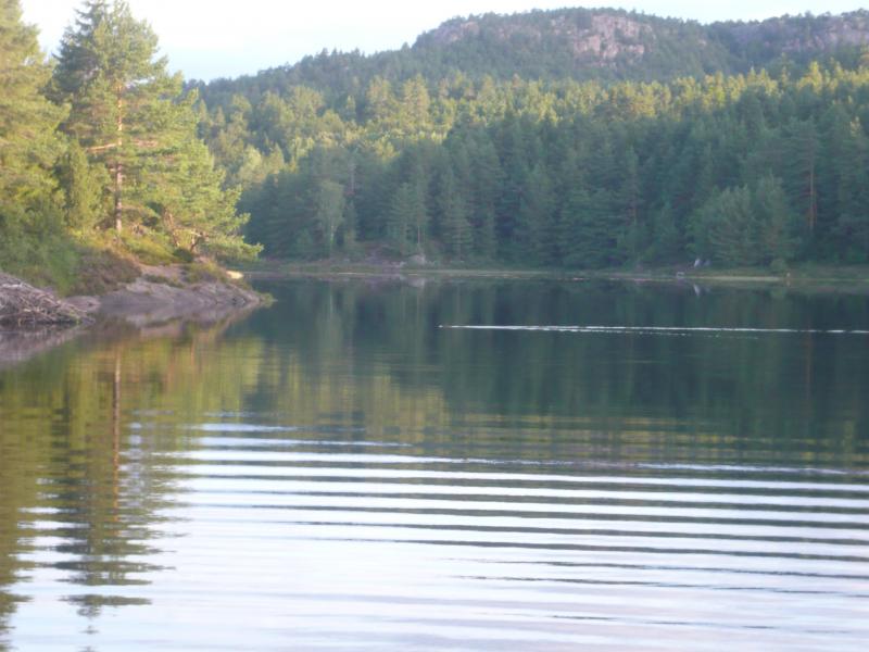 Ein Biber kreuzt das Fahrwasser.