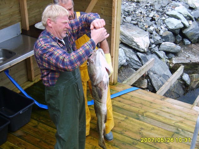 Filetierplatz mit  Dorsch