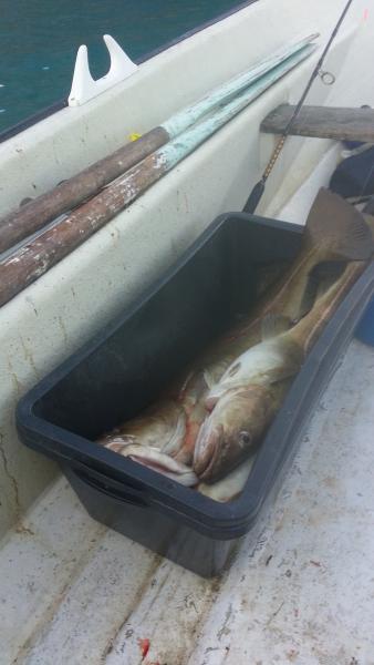 Fischkiste