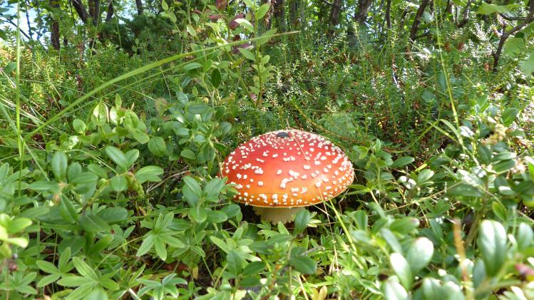 Fliegenpilz