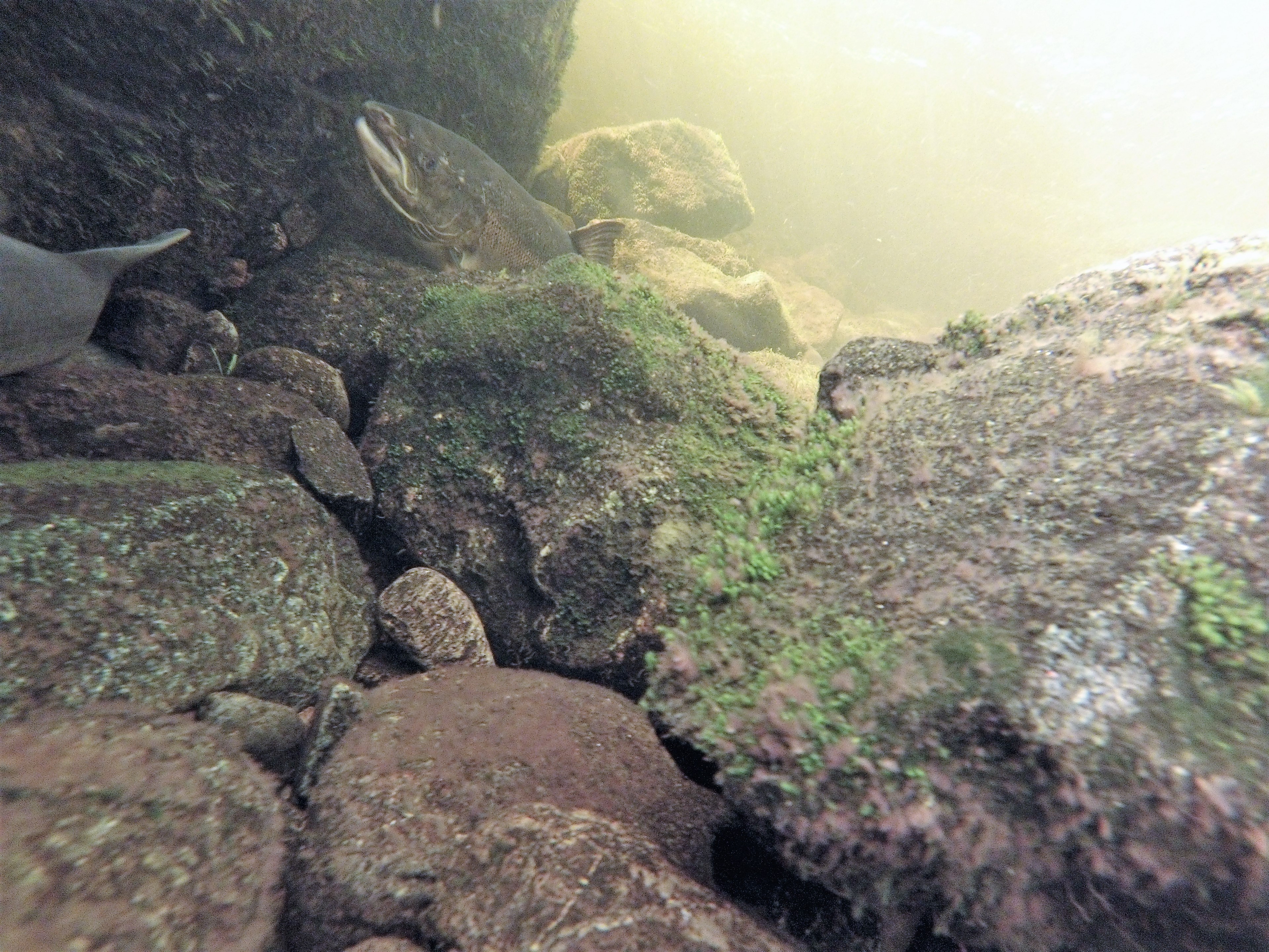 G0020200-2