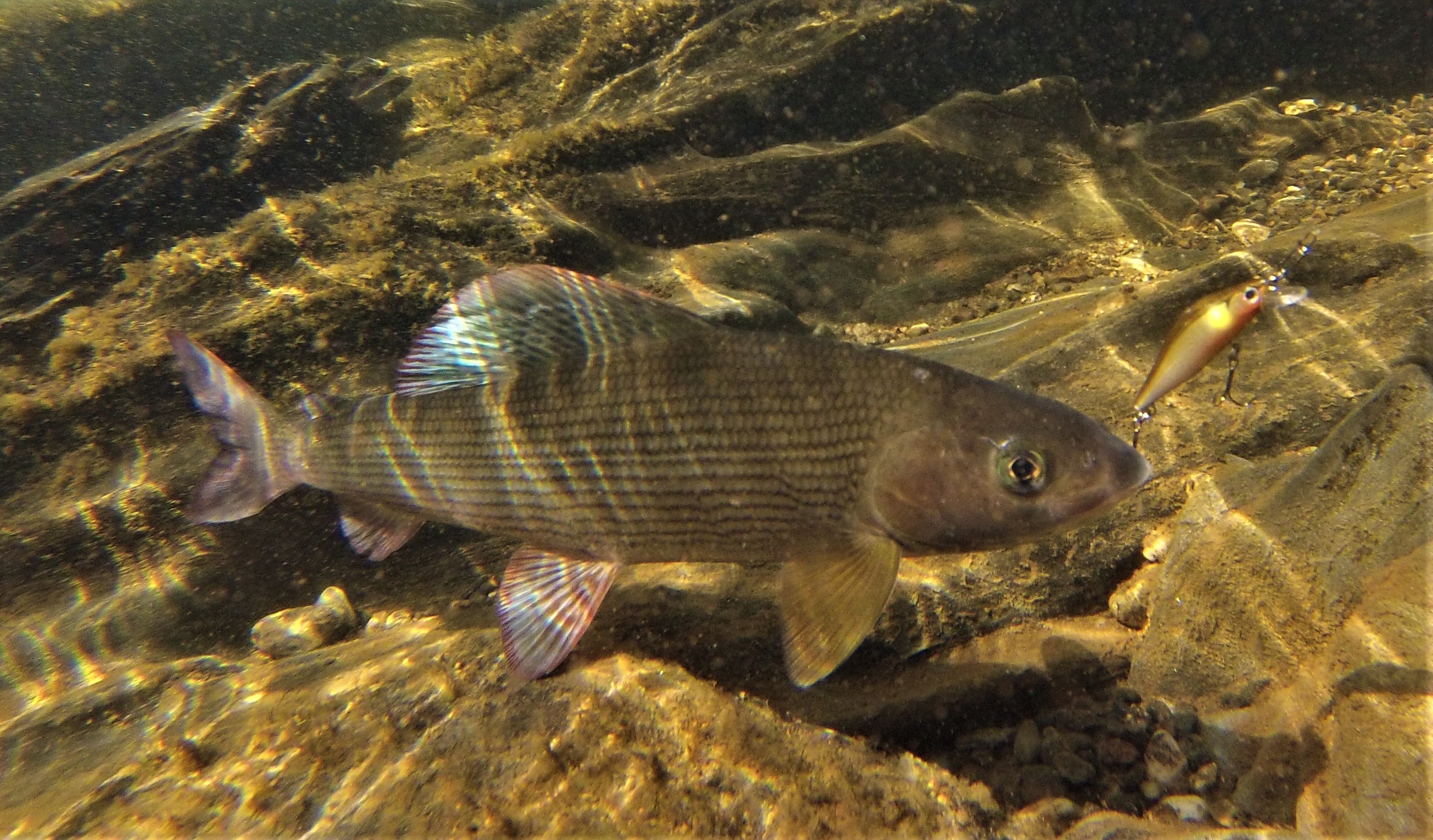 G0040278-2