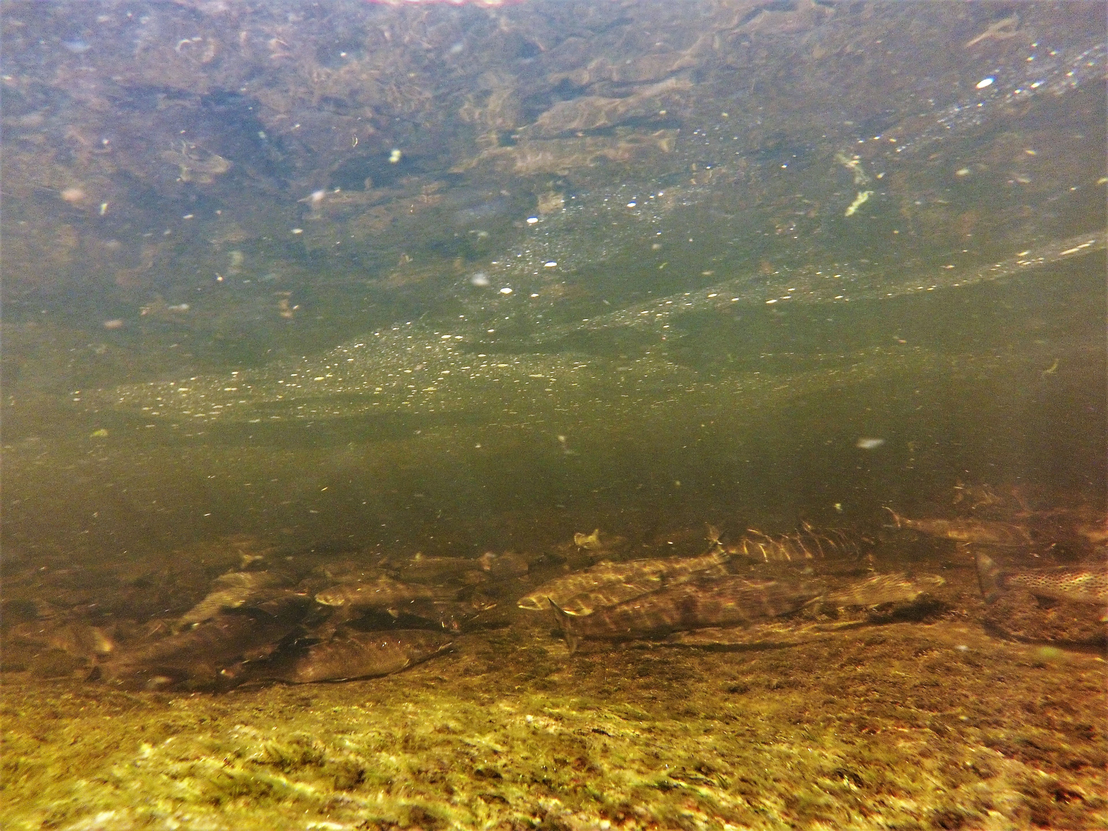 G0080252-2