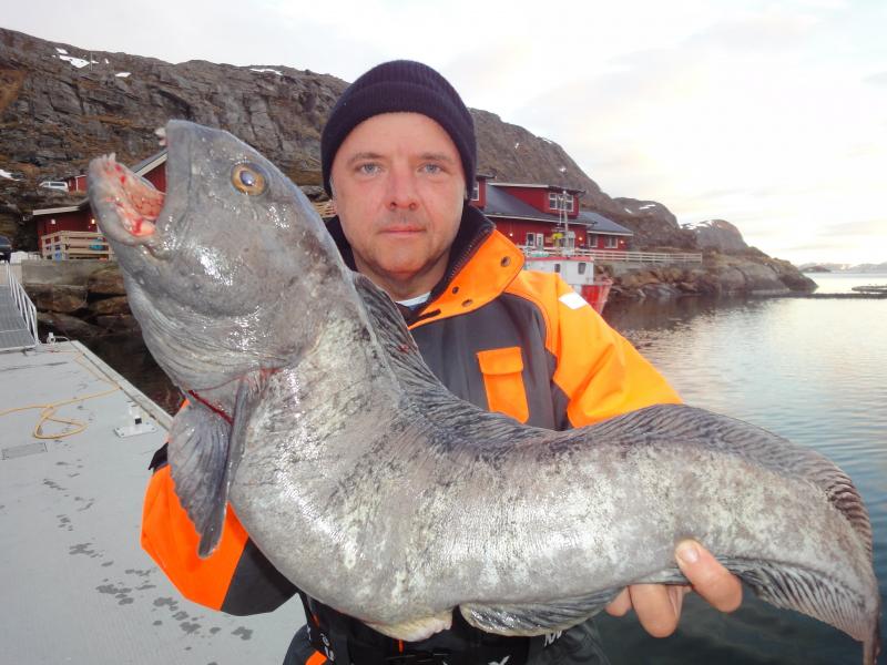 gestr.Seewolf 12,9kg