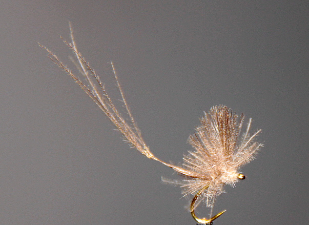 graziele schönheiten