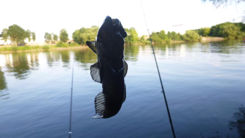 Große Grundel. Kein Fluch mehr, gehen auch als Köderfisch